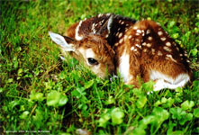 A fawn