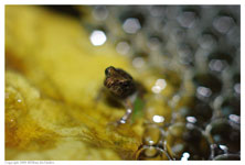 A very young toad